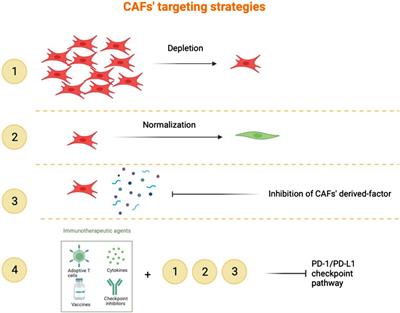 Heterogeneity of cancer-associated fibroblasts and tumor-promoting roles in head and neck squamous cell carcinoma